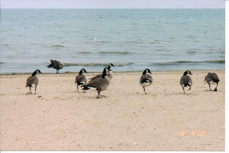 Canadian Geese, birds, beach, Great Lakes, lakeshore, HD wallpaper