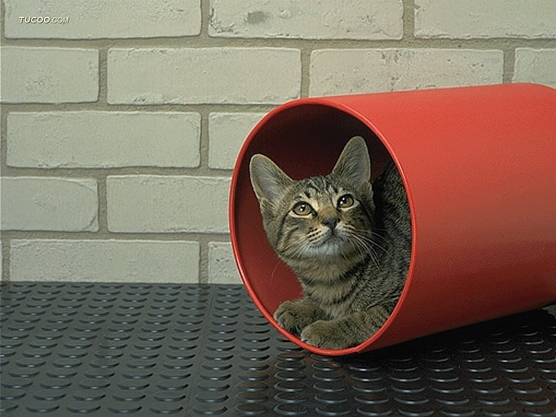 Cat peering through a tube, tube, pet, feline, loveable, cat, kitten, animal, HD wallpaper