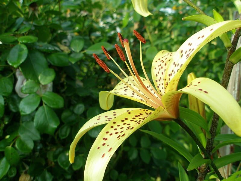 Yellow lily ***, lily, yellow, flowers, nature, HD wallpaper | Peakpx