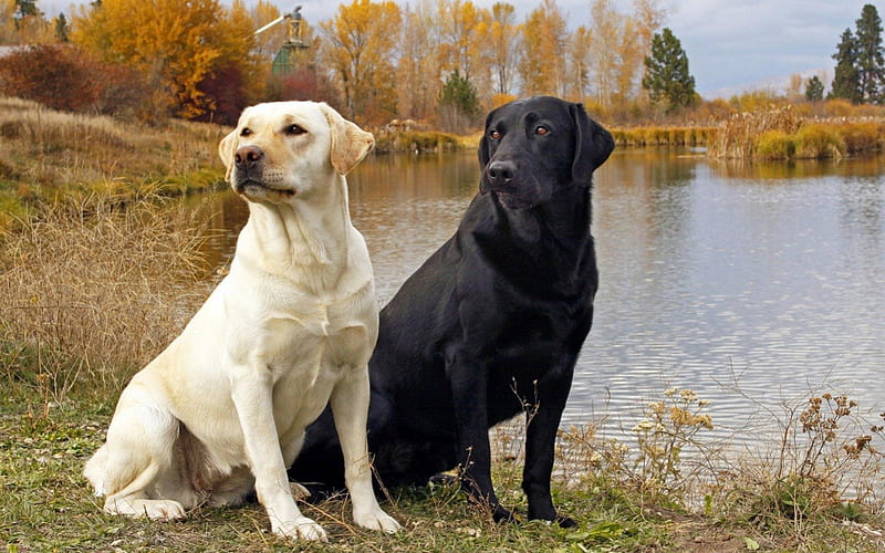 LABS AT THE LAKE, lakes, riverbanks, companions, pets, waterscapes, wetlands, forests, labradors, friends, animals, dogs, HD wallpaper