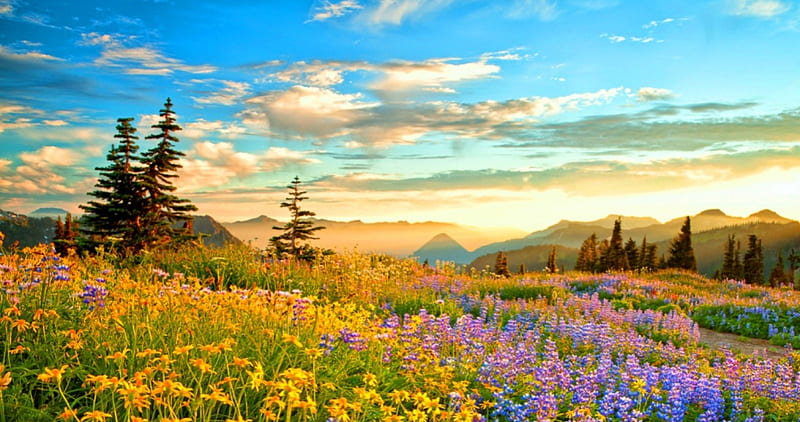 Mount Rainier National Park, yellow, bonito, sunset, trees, sky, clouds, fog, lupines, green, purple, mountains, wildflowers, flowers, blue, HD wallpaper