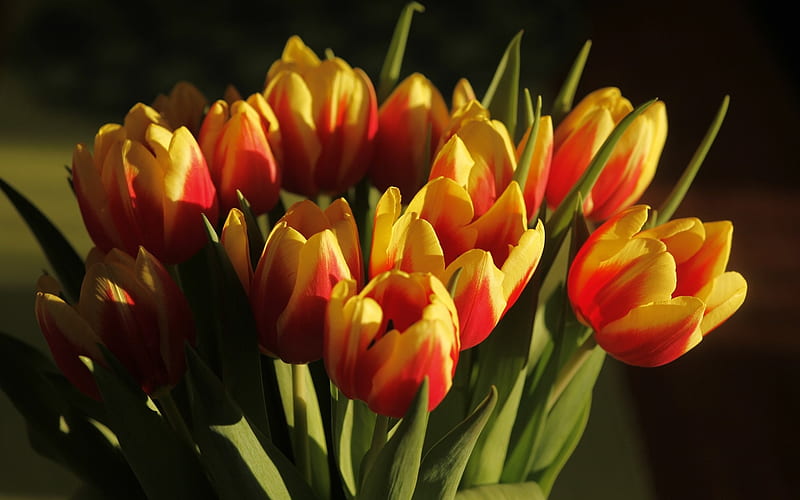 Hd Orange Tulips Wallpapers Peakpx