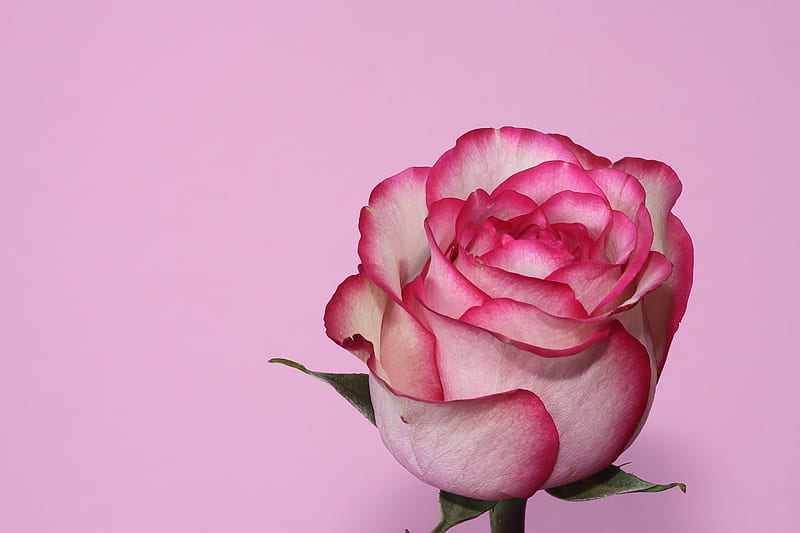 Flowers, Rose, Petal, Pink Flower, Pink Rose, HD wallpaper