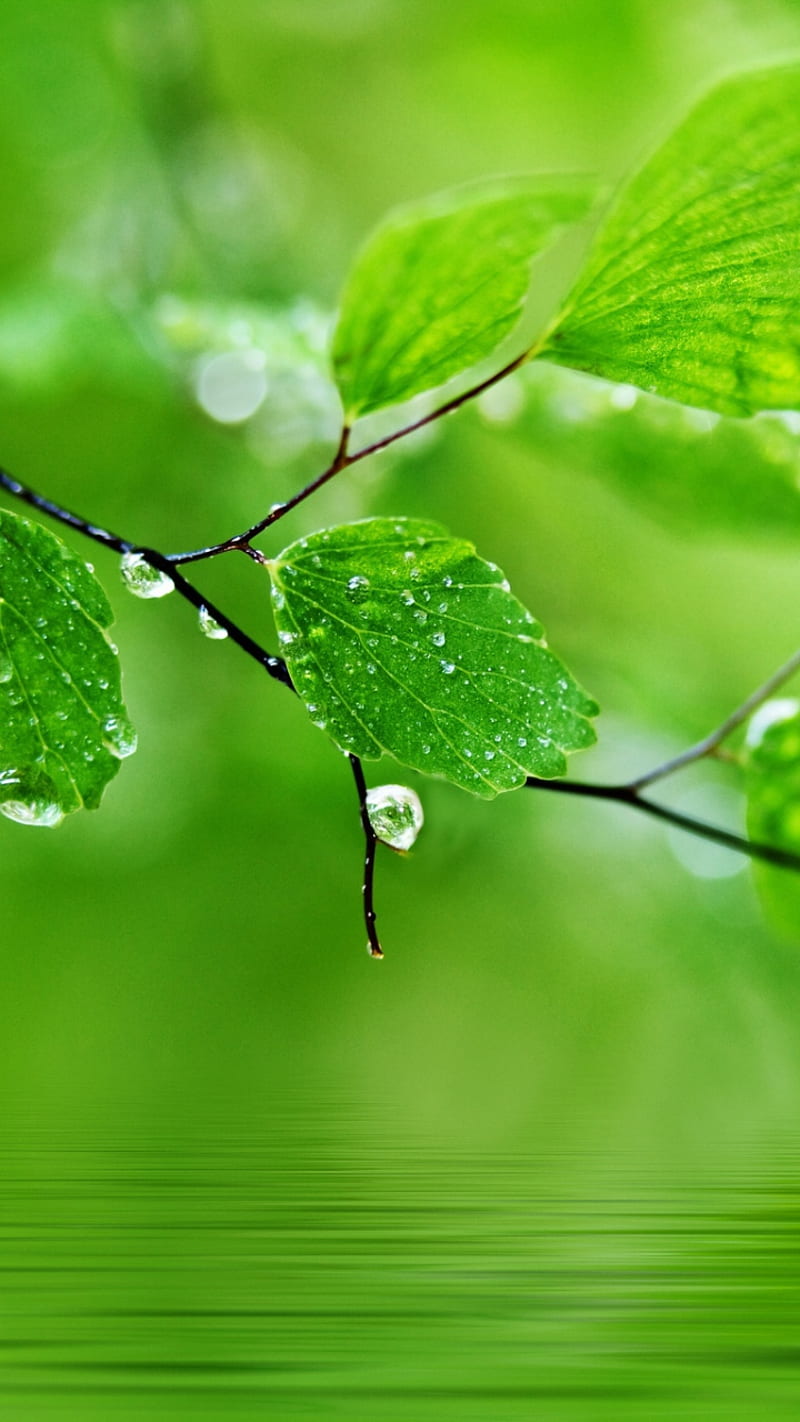 Water Drop On Leaves, nature, HD phone wallpaper | Peakpx