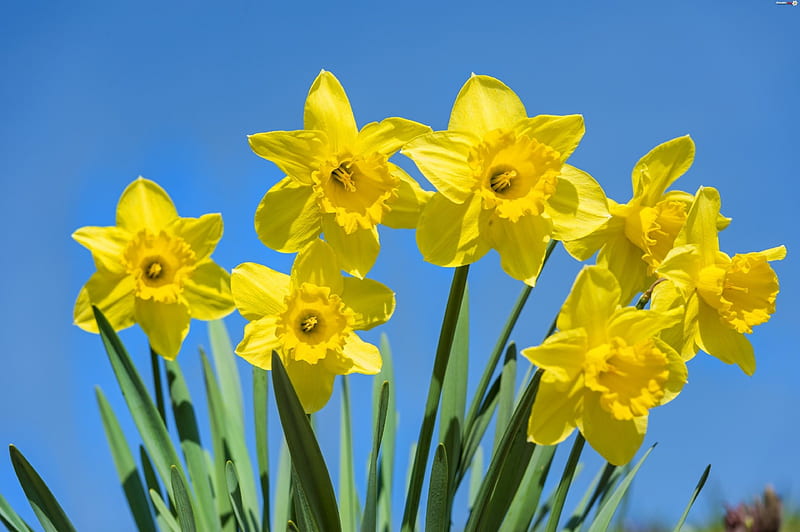 Daffodils, flowers, Spring, sky, HD wallpaper