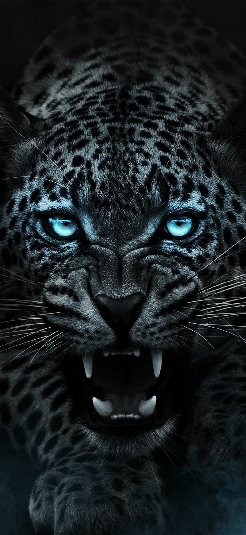 Tiger, jaguar, leopard, HD phone wallpaper