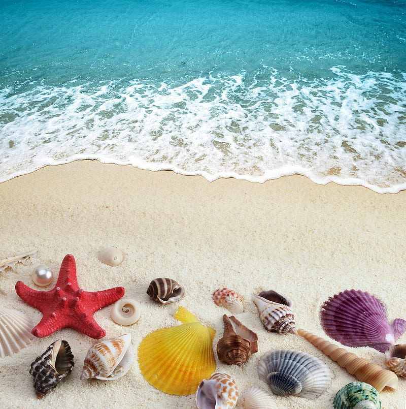 beach, shells, shoreline, HD phone wallpaper