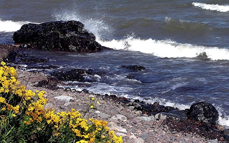 Ocean shores. Залив цветы. Каменный берег. Цветы на берегу. Море брызги камни.