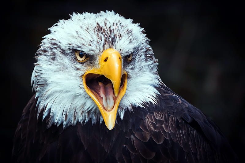 Eagle Beak Tongue Open , eagle, birds, HD wallpaper
