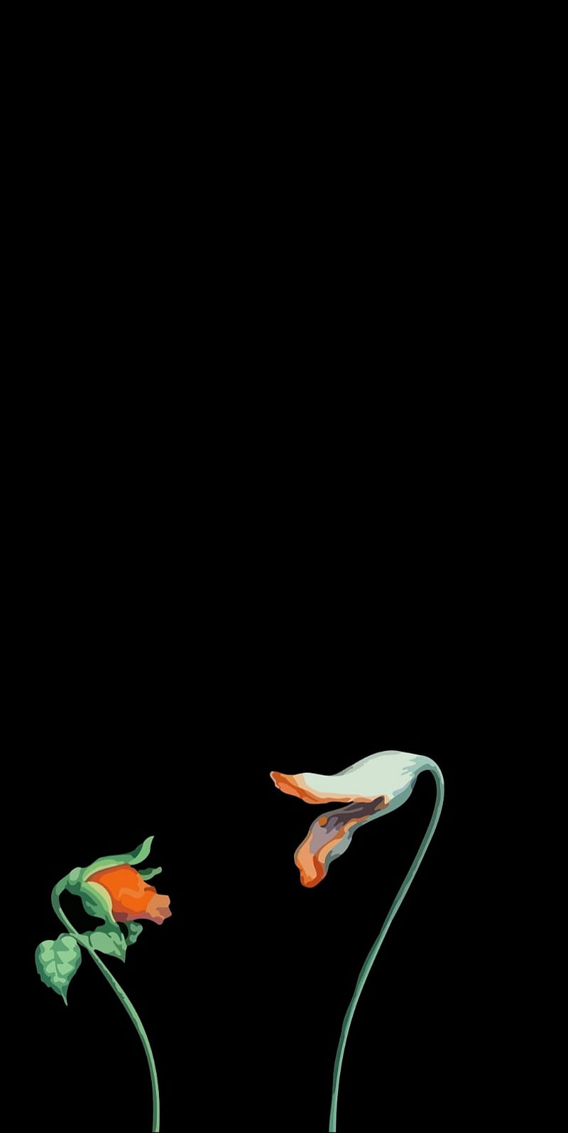 Pink Floyd, flowers, what shall we do now, HD phone wallpaper