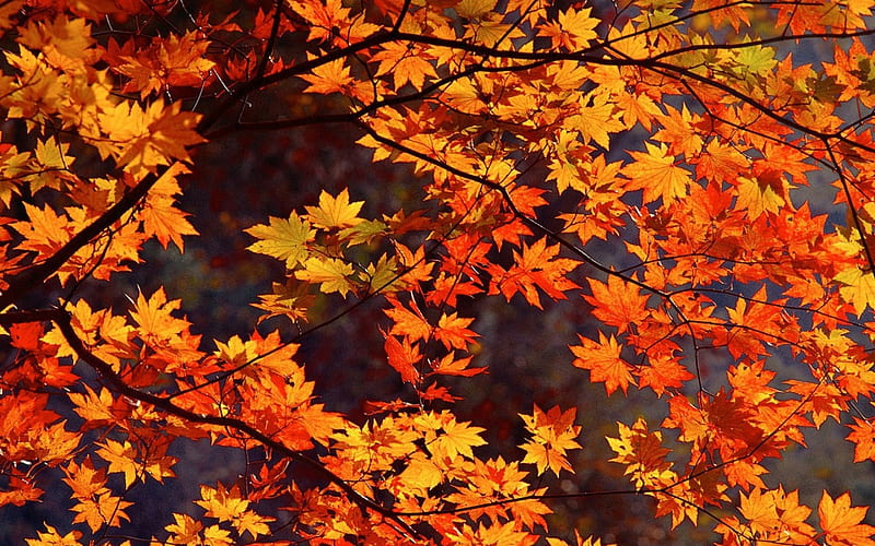 Autumn Tree Royaltyfree  Fall Wallpaper Mac Cute  1477x1170 PNG Download   PNGkit