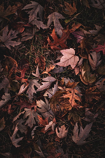 Maple, leaves, grass, autumn, macro, HD phone wallpaper | Peakpx