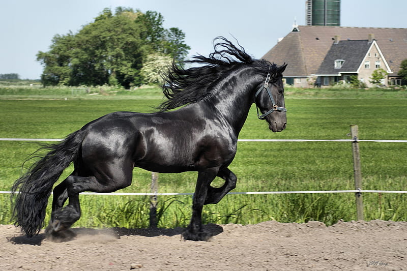 Black Friesian, friesian, black, cavalo, horse, animal, HD wallpaper