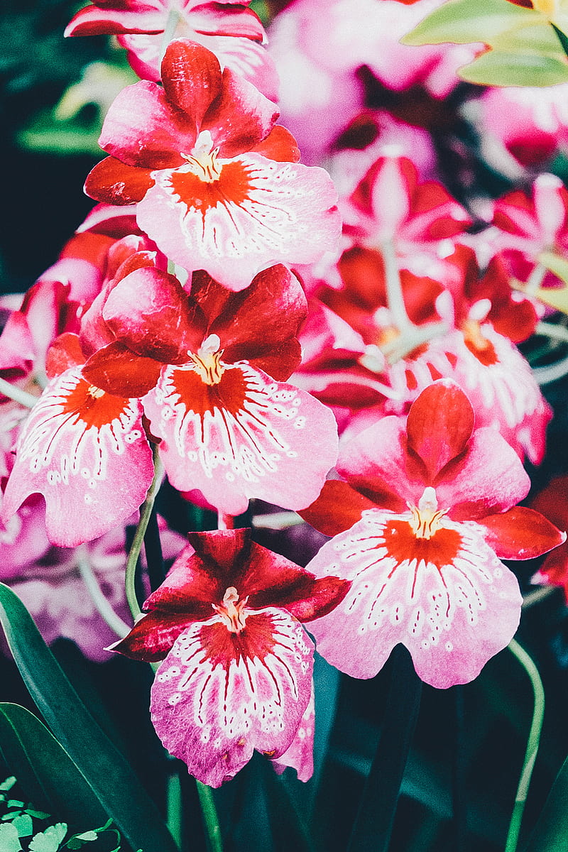 pink moth orchids, HD phone wallpaper