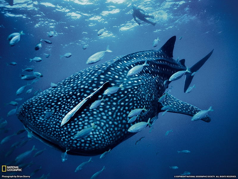 Whale Shark, fish, ocean, largest, sea, shark, water, whale, deep, large, National Geographic, HD wallpaper