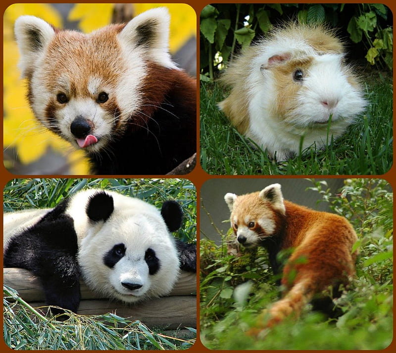 MY CHRISTMAS GIFT FOR ROGER ;;PUPPYDAWG'', panda, red, pig, pandas, HD wallpaper