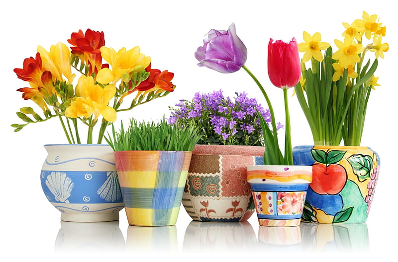 Spring Flowers, sia, grass, daffodils, still life, pots, plants, flowers, tulips, Spring, HD wallpaper