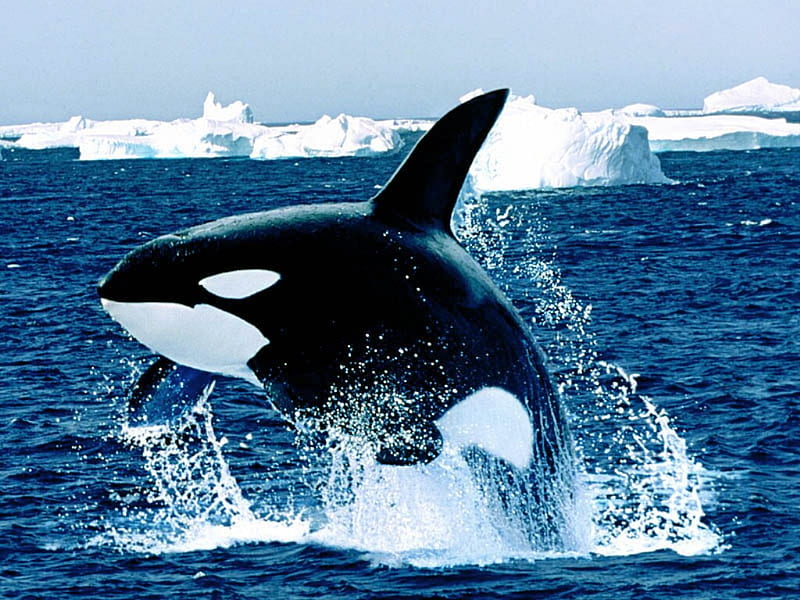 Emerging Killer Whale, mammal, ocean, iceberg, black and white, dolphin, orcas, water, marine, jump, HD wallpaper