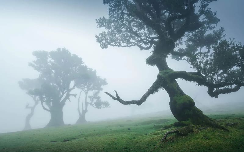 The Conductor - Fanal, Madeira, Portugal, misty, island, unique, tree, HD wallpaper