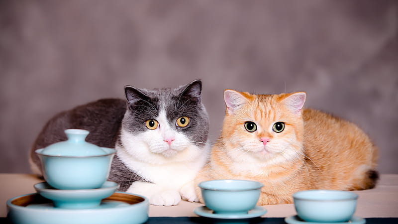 Kittens Are Sitting Near Blue Cup And Saucer Kitten, HD wallpaper