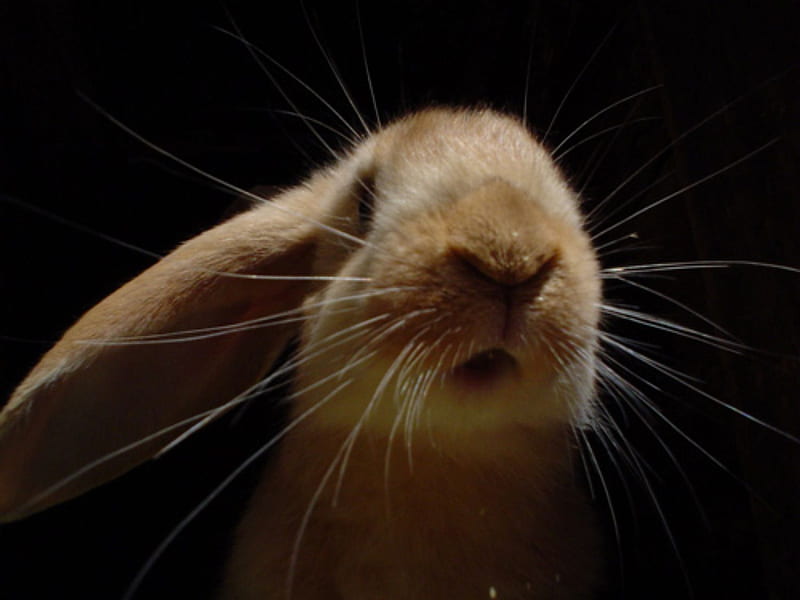 Hey There, rabbit, black, bunny, animal, HD wallpaper | Peakpx