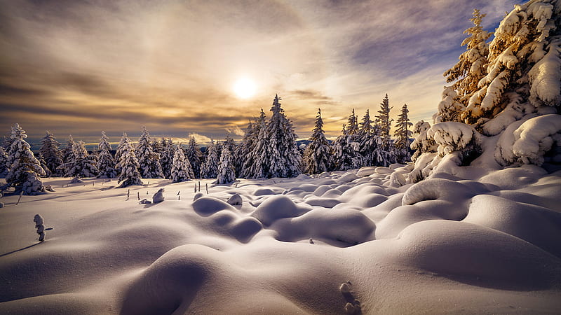 Snow Covered Trees In Snow Field During Sunrise Winter, HD wallpaper