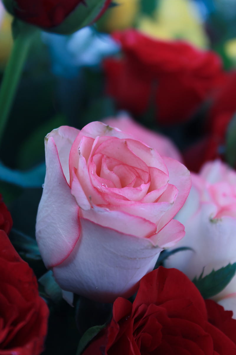 Pink Rose in Bloom, HD phone wallpaper