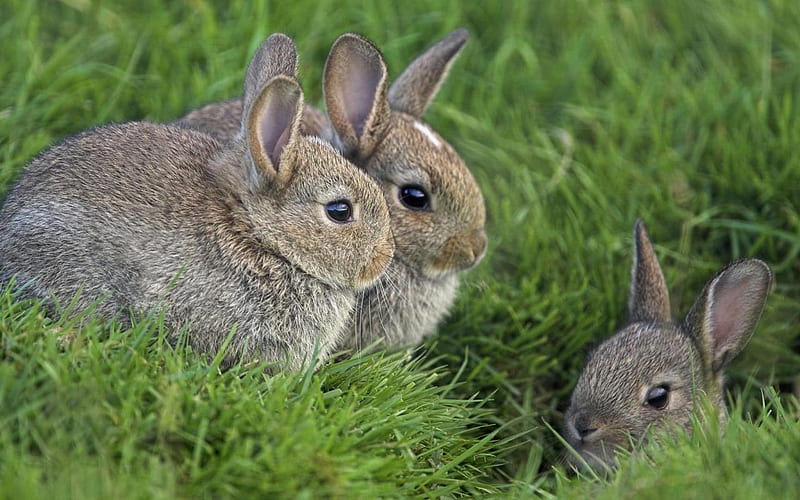Rabbit, bunny, fur, animal, HD wallpaper