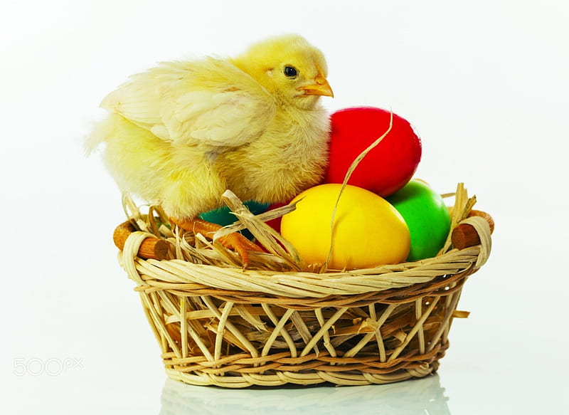 Basket with the Easter eggs and small chicken, eggs, easter, chicken, basket, HD wallpaper