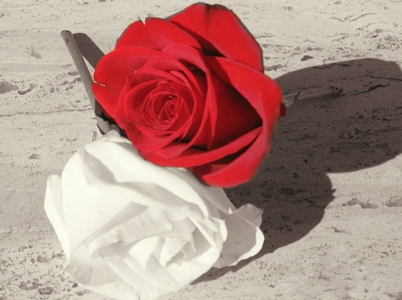 Always with you, red, sand, white, rose, HD wallpaper