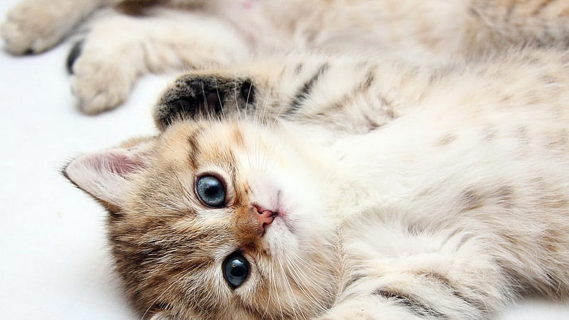Cute Kitty, cute, lovely, pose, eyes, kitten, sweet, HD wallpaper | Peakpx
