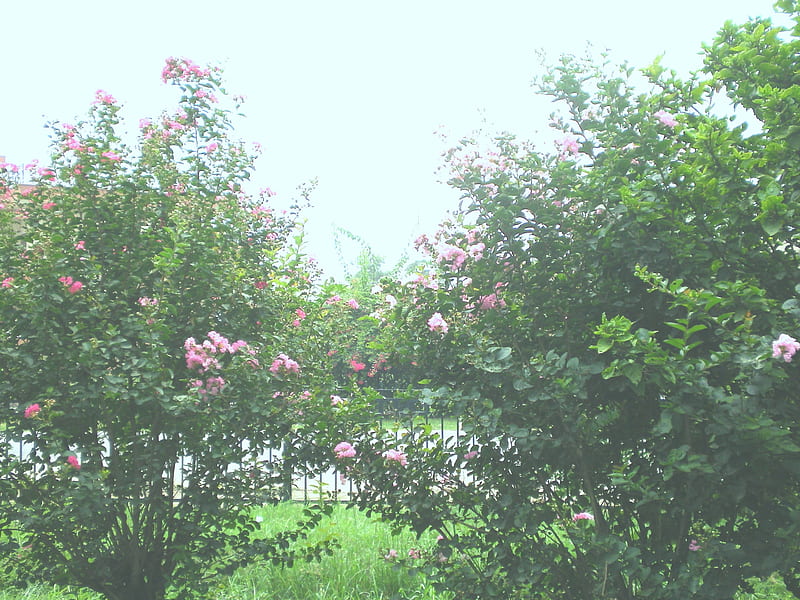 Crepe Mytle, flowers, nature, HD wallpaper