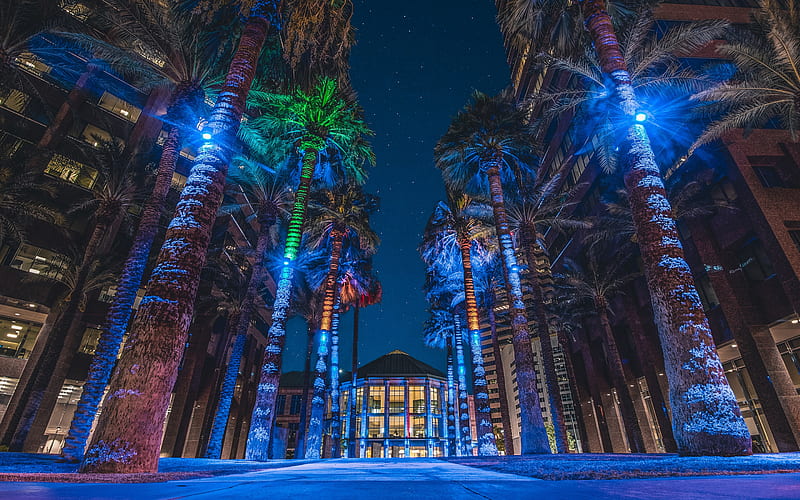 Phoenix, night, palm trees, Midtown Phoenix, buildings, alley, Arizona, USA, HD wallpaper
