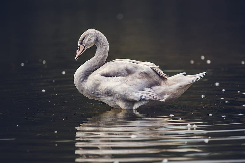 Swan Lake , swan, birds, animals, HD wallpaper