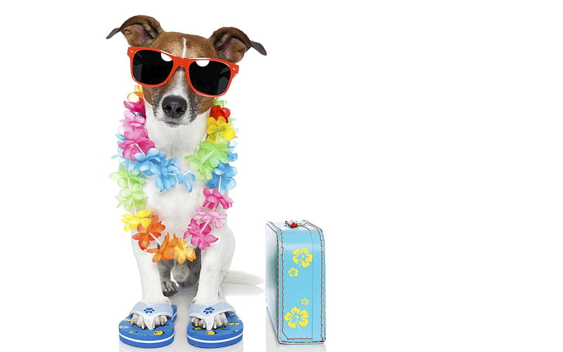 Ready for vacation, colorful, caine, suitcase, sunglasses, jack russell terrier, flower, funny, white, dog, blue, HD wallpaper