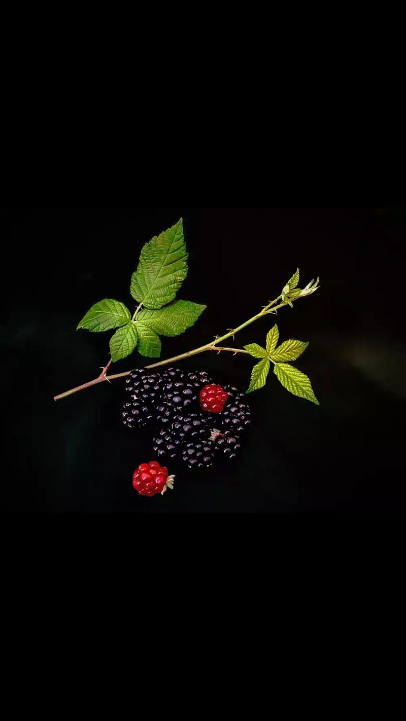 Blackberries, blackberrie, food, fruits, green, green leaves, leaves, HD phone wallpaper