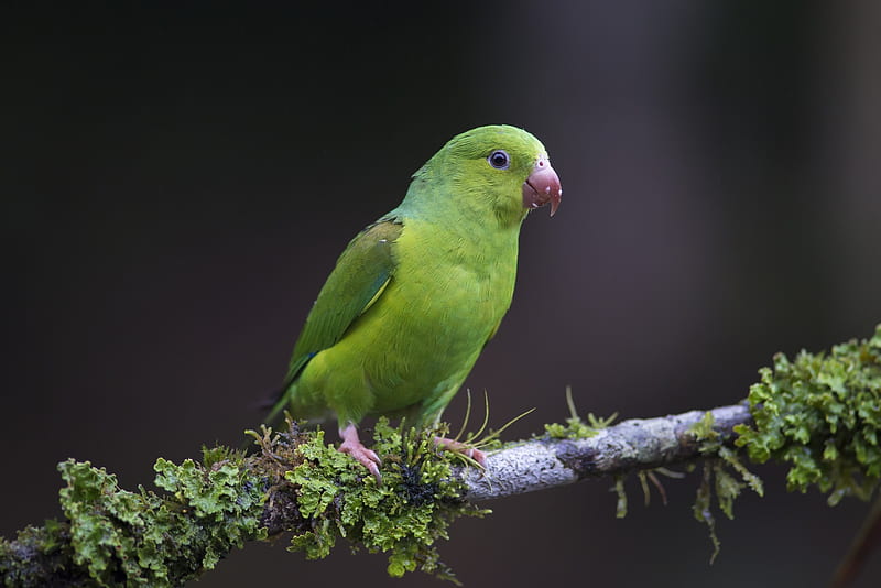 Parrot, pasari, bird, papagal, green, HD wallpaper