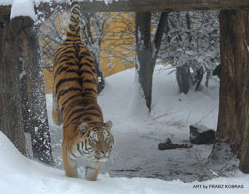 siberian tiger, siberian, vienna, tiger, snow, HD wallpaper