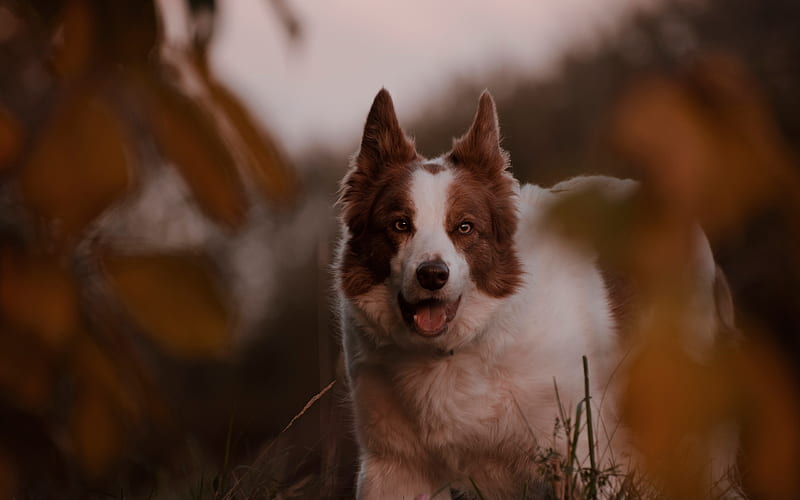 Border Collie, brownish white dog, pets, sunset, evening, dog, HD wallpaper