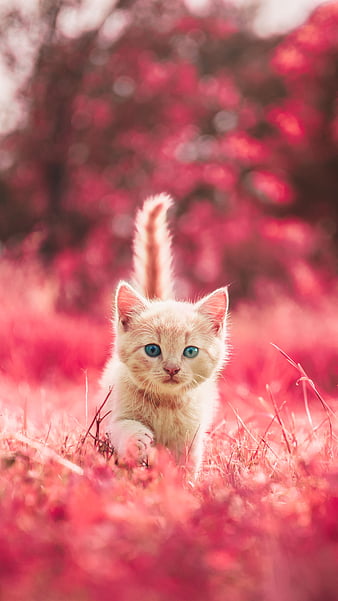 Premium AI Image | Cute cat baby bunch painting animated kitten wallpaper  photo Ai generated art