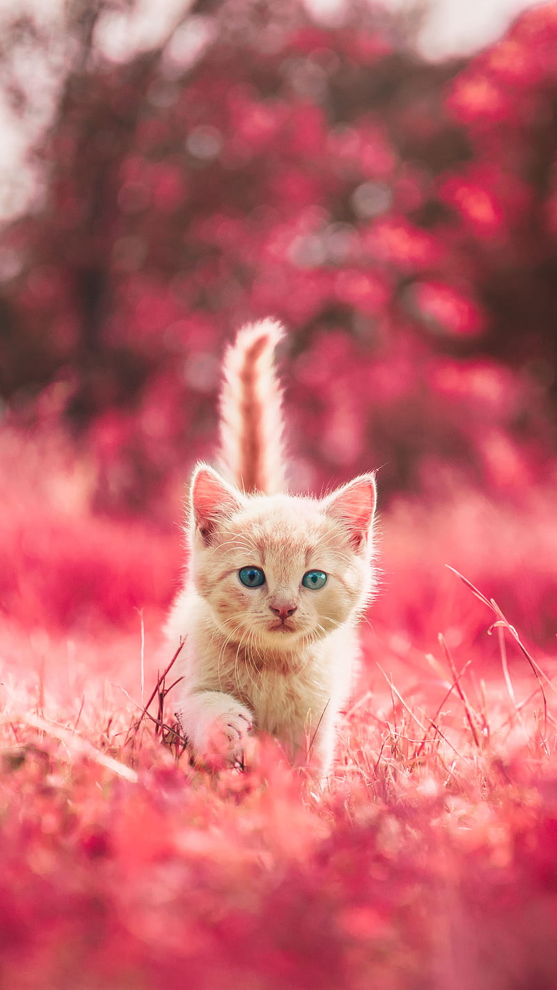 Beautiful Cat, kitten, little, HD phone wallpaper | Peakpx