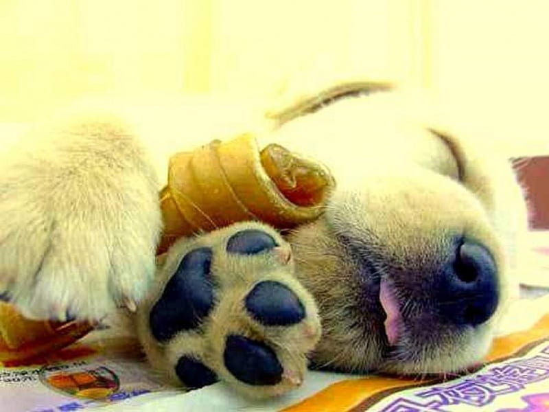 Sweet Dreams, chewy, adorable, blanket, raw hide, sleeping, dog, sweet, HD wallpaper