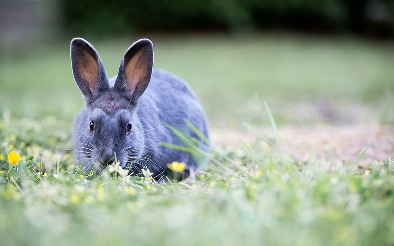 gray rabbit, green grass, field, wildlife, cute animals, rabbits, HD wallpaper