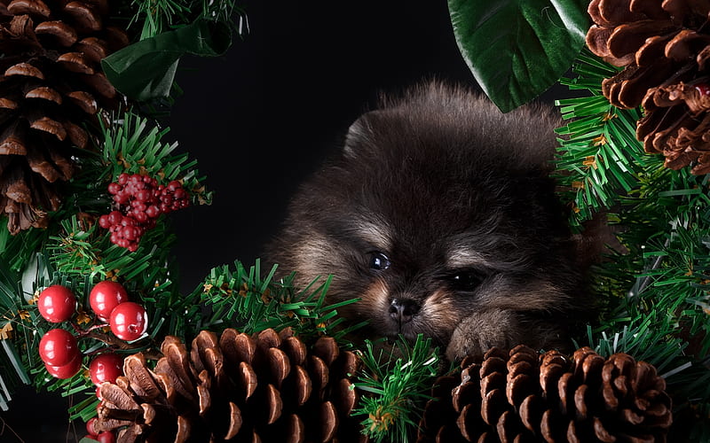 Merry Christmas!, red, craciun, christmas, caine, black, pine cone, cute, berry, spitz, puppy, dog, HD wallpaper