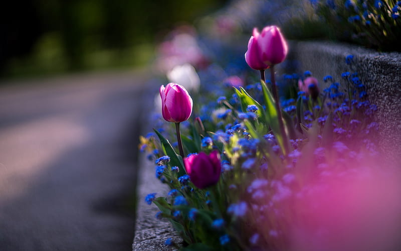 Flowers, Flower, Forget-Me-Not, Tulip, HD wallpaper