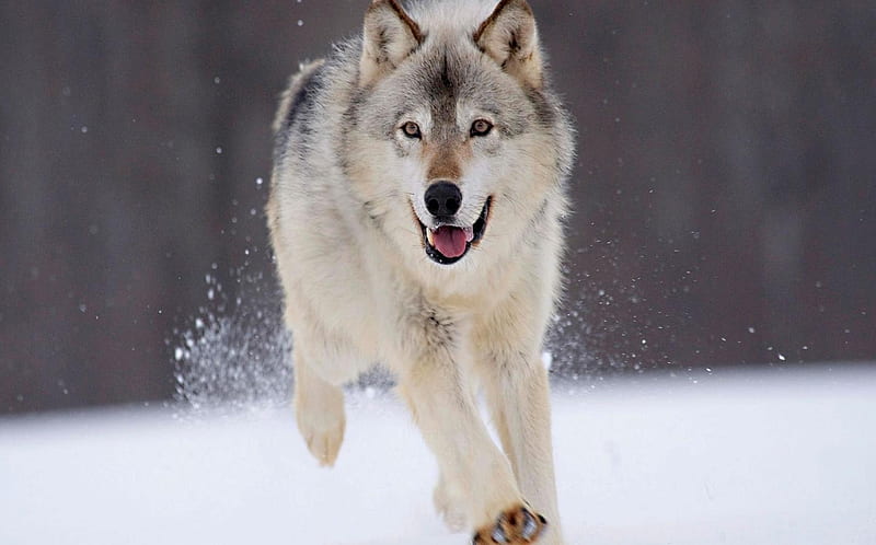 Snow Wolf Located in Canadian Arctic, Alaska, Greenland, nose, legs, alaska, winter, cold, snow, greenland, wild, canadianarctic, nature, wolf, eyes, fur, animals, HD wallpaper
