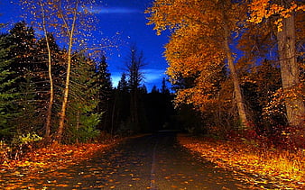 Old Country Road in shops Autumn