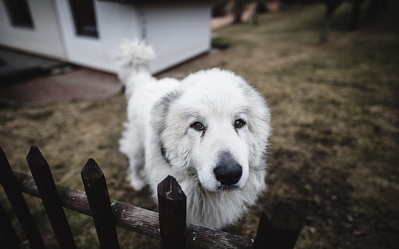Central Asian Shepherd Dog, Alabai, white puppy, big white dog, pets, HD wallpaper