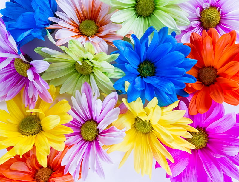 Vibrant Colored Daisies, vibrant, orange, colored, blue, daisies, HD wallpaper