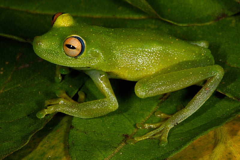 Rough Skinned Green Tree Frog, Frog, Tree, Greeen, Amazon, Animals, HD wallpaper